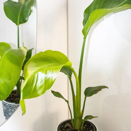 Duchess Harbour View Διαμέρισμα *