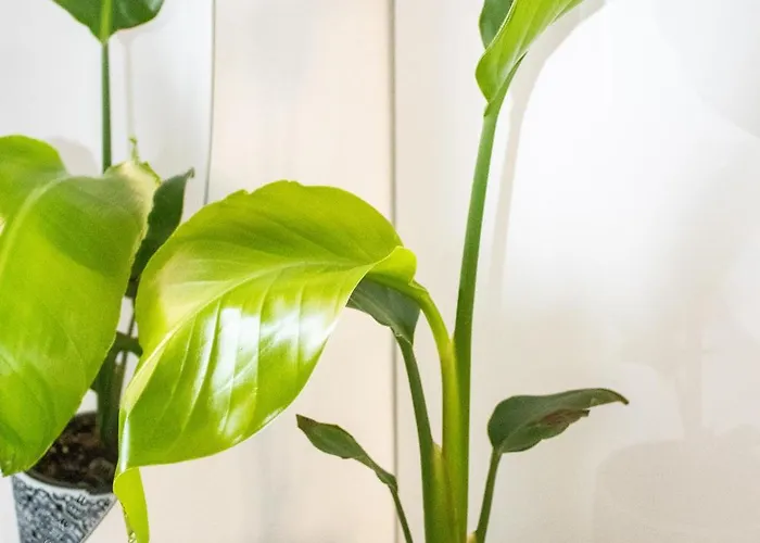 Duchess Harbour View Apartment *